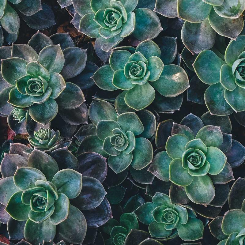 Sac transport chat #3 — vue 2