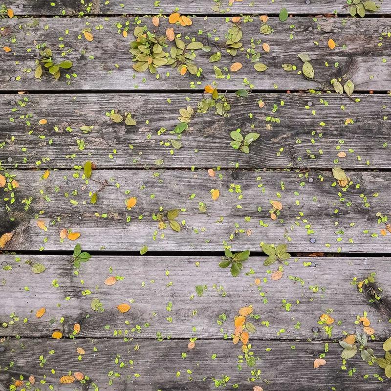 Collier anti-puces #8 — vue 2